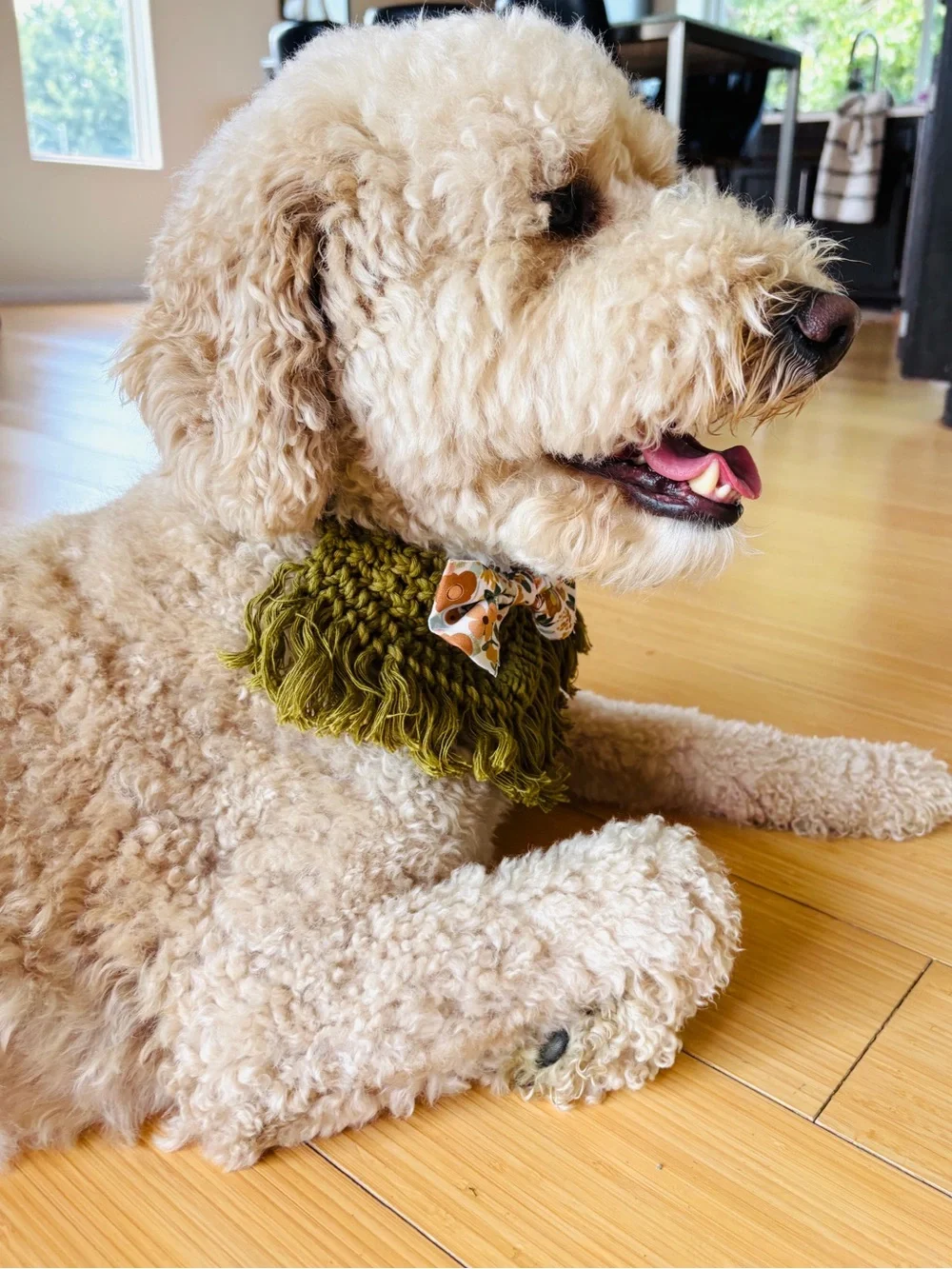 N/A olive dog